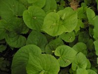 Viola mirabilis 9, Saxifraga-Ed Stikvoort