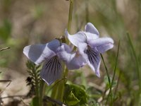 Viola palustris 19, Moerasviooltje, Saxifraga-Luuk Vermeer