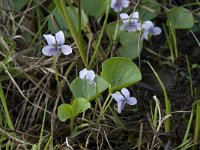 Viola palustris 1, Moerasviooltje, Saxifraga-Willem van Kruijsbergen