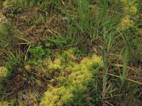 Viola palustris 13, Moerasviooltje, Saxifraga-Hans Boll