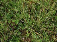 Viola palustris 14, Moerasviooltje, Saxifraga-Hans Boll