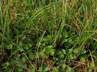 Viola palustris 15, Moerasviooltje, Saxifraga-Hans Boll