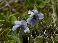 Viola palustris 2, Moerasviooltje, Saxifraga-Willem van Kruijsbergen