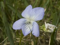 Viola palustris 3, Moerasviooltje, Saxifraga-Marijke Verhagen