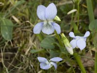 Viola palustris 4, Moerasviooltje, Saxifraga-Marijke Verhagen