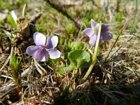 Viola palustris 6, Moerasviooltje, Saxifraga-Rutger Barendse