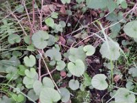 Viola palustris 7, Moerasviooltje, Saxifraga-Rutger Barendse