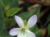 Viola persicifolia 1, Melkviooltje, Saxifraga-Hans Dekker