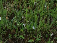 Viola persicifolia 10, Melkviooltje, Saxifraga-Hans Boll