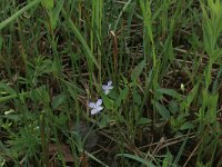 Viola persicifolia 11, Melkviooltje, Saxifraga-Hans Boll