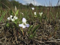 Viola persicifolia 3, Melkviooltje, Saxifraga-Rob Felix : Plantae, Plants, Project Natuurbalans, planten