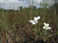 Viola persicifolia 6, Melkviooltje, Saxifraga-Rob Felix : Plantae, Plants, Project Natuurbalans, planten