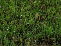 Viola persicifolia 9, Melkviooltje, Saxifraga-Hans Boll