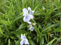 Viola pumila 4, Saxifraga-Jasenka Topic