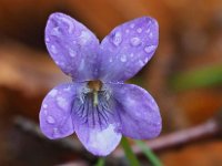 Viola reichenbachiana 20, Donkersporig bosviooltje, Saxifraga-Hans Dekker