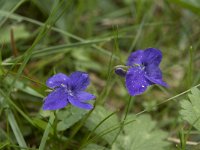 Viola reichenbachiana 21, Donkersporig bosviooltje,  Saxifraga-Willem van Kruijsbergen