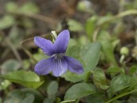 Viola reichenbachiana 22, Donkersporig bosviooltje, Saxifraga-Willem van Kruijsbergen