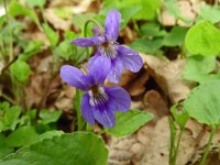 Viola reichenbachiana 24, Donkersporig bosviooltje, Saxifraga-Hans Grotenhuis