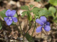 Viola riviniana 63, Bleeksporig bosviooltje, Saxifraga-Willem van Kruijsbergen