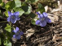 Viola riviniana 64, Bleeksporig bosviooltje, Saxifraga-Willem van Kruijsbergen