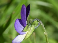 Viola tricolor 52, Driekleurig viooltje, Saxifraga-Sonja Bouwman  982. Driekleurig viooltje - Viola tricolor - Violaceae familie (i)