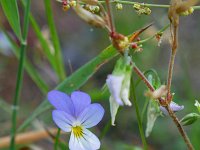 Viola tricolor 55, Driekleurig viooltje, Saxifraga-Tom Heijnen