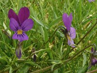 Viola tricolor 57, Driekleurig viooltje, Saxifraga-Hans Grotenhuis