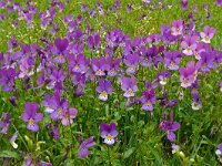 Viola tricolor 59, Driekleurig viooltje, Saxifraga-Hans Grotenhuis