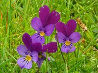 Viola tricolor 60, Driekleurig viooltje, Saxifraga-Hans Grotenhuis