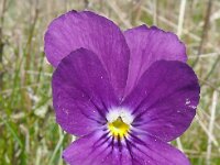 Viola tricolor 62, Driekleurig viooltje, Saxifraga-Hans Grotenhuis