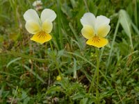 Viola tricolor ssp alpestris 49, Saxifraga-Ed Stikvoort