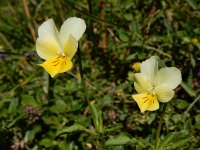 Viola tricolor ssp alpestris 51, Saxifraga-Ed Stikvoort