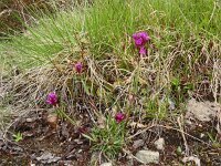 Viscaria alpina 5, Saxifraga-Hans Grotenhuis