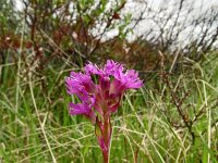 Viscaria alpina 6, Saxifraga-Hans Grotenhuis