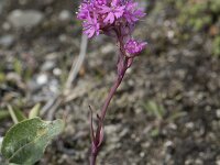 Viscaria alpina 9, Saxifraga-Willem van Kruijsbergen