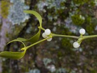 Viscum album 48, Maretak, Saxifraga-Jan Nijendijk