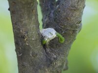 Viscum album 49, Maretak, Saxifraga-Jan Nijendijk