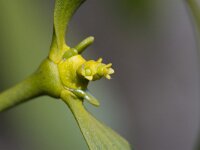 Viscum album 50, Maretak, Saxifraga-Jan Nijendijk