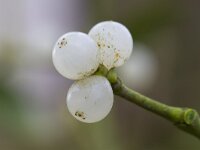Viscum album 51, Maretak, Saxifraga-Jan Nijendijk