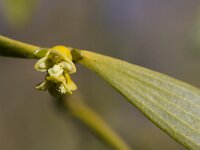 Viscum album 52, Maretak, Saxifraga-Jan Nijendijk