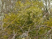 Viscum album 53, Maretak, Saxifraga-Hans Grotenhuis