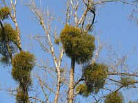 Viscum album 54, Maretak, Saxifraga-Hans Grotenhuis