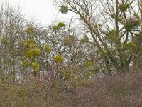 Viscum album 55, Maretak, Saxifraga-Hans Grotenhuis