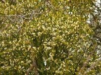 Viscum album 56, Maretak, Saxifraga-Hans Grotenhuis