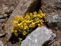 Vitaliana primuliflora 4, Saxifraga-Luuk Vermeer