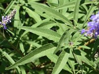 Vitex agnus-castus 4, Saxifraga-Sonja Bouwman  Z12. Monnikspeper - Vitex agnus-castus - Lamiaceae familie