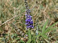 Vitex agnus-castus 5, Saxifraga-Sonja Bouwman  Z12. Monnikspeper - Vitex agnus-castus - Lamiaceae familie