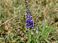 Vitex agnus-castus 6, Saxifraga-Sonja Bouwman  Z12. Monnikspeper - Vitex agnus-castus - Lamiaceae familie