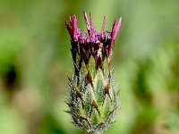 Volutaria tubuliflora