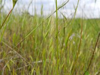 Vulpia bromoides 6, Eekhoorngras, Saxifraga-Rutger Barendse